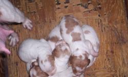 I Have 6 Brittany Spaniel puppies for sale 3 males and 3 females, they are pure bred. Parents will be on site with papers to show they are pure bred. the pups are docked and will have there first shots before they are sent to there new homes.
 
If
