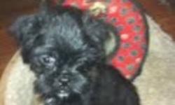 8 Week Old Brussel Griffon Puppies for sale 2 black females, Up to date on all shots, and de wormed $700