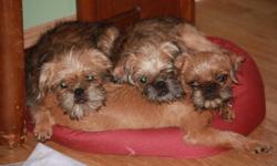 I have a litter of Brussels Griffon puppies that are ready to go to their forever homes! There are 4 boys are 1 girl available.
The puppies have had all three sets of vaccinations and deworming. They are pee pad and kennel trained. They sleep overnight in