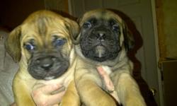 Precious male and female bullmastiff puppies needing new homes. Fawn, brindle chocolate brown and black. Viewing by appointment only. 3 spoken for already, so don't miss your chance to own one of these adorable puppies. $900.00 obo