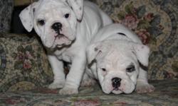 We have 4 bulldog puppies ready to go to there new homes on Dec 09. 1 male and 3 females, from a litter of 7. They are from champion lines, both parents are champions. All puppies will be CKC registered and will come with a health guarantee. Both parents