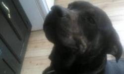My family and I are moving i do not wont to give my dog up but think it will be best for him he is a bullmastiff but think he has rottey in him down the line His name is dufus and he LOVES KIDS he will be two in november he is very smart and loves to play