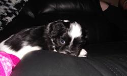 We are lovable little Shih Tzu puppies. Purebred. We have been raised by our mom and our people family We are now ready for our new forever home.
 
These pups have been vet checked, had first shot and been dewormed.  The pups are 90% potty pad trained.