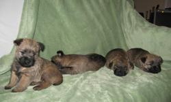Four Cairn terrier puppies available for sale, 2 males and 2 females. They will be ready to be rehomed on January 11, 2012.
 
They have been dewormed twice since they were three weeks and they will have their first vet check and immunization next week.