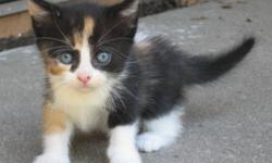 I am looking for a calico kitten if you have any please contact me :) Thank you!