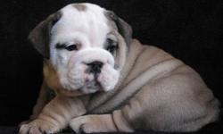 CANADIAN KENNEL CLUB REGISTERED ENGISH BULLDOG PUPPIES AVAILABLE......we have some goregous puppies available.Our bulldogs are superior in both looks and health.We do offer a guarantee on all our puppies and life time return if needed.Before any of our