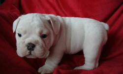 Registered English Bulldogs, shots, dewormed, microchipped, guarantee.
Ready to go to loving homes
Check out our facebook page at:
Big Boned Breeding English Bulldog
We have white bullies too !!!!!