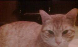 almost two year old male cat. Neutered, orange & white. Does not scratch furniture or walls. He has lived with a doberman pinscher for a whole year, also has lived with other cats & gets along with them. I'm not allowed animals in my new apartment and
