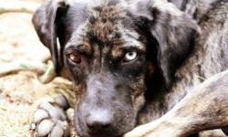Ballou he is a purbred catahoula leopard dog.  He is 2 years old, he has lots of energy and would be great for a farm or land.  He is very good with kids of all ages and friendly, smart and would also be a great hunting dog. 
  
I am giving him up because