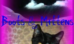 We have 2 cats for sale, Named Boots & Mittens ! They are sisters, we gotten them from a humane society & they are both very friendly, affectionate,litter trained, playful, & are used to other small dogs and kids! Unfortunately, my sister moved back home