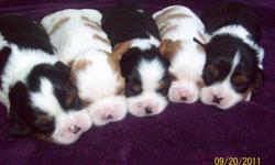6 Purebred Cavalier King Charkes Spaniel Puppies available in Blenheim and Tri colours.  Two blenhiem males and 1 female and 2 tri males and 1 female.  Both parents are on site and have been Heart cleared in January 2011.  Mom is a tri color and dad is a
