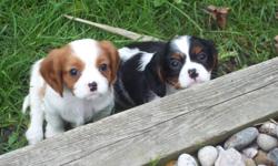 Cavacharms Cavaliers has a litter of purebred Cavalier King Charles Spaniel Puppies available for their new homes next week. Available in both tri and blenheim colors. 
Mom and dad are AKC and CKC registered with dad being a couple points away from being