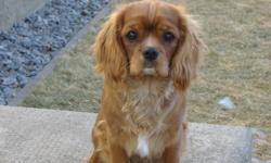 Cavalier; a loyal toy breed ready to join in activities and cuddle in your lap.  Are you ready for a companion to share your home and warm your heart for years to come?  Excellent temperament for family, empty nesters and accept adjusted pets easily.