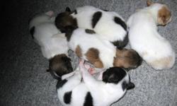 Gorgeous Cavalier x Papillon puppies. Will come with shots to date, deworming & vet check. Ready to go December 27th. Call now to visit and reserve your puppy today. 1-204-347-5517.