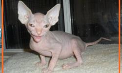 Gorgous little male Sphynx kitten. Ready to go  just in time for Christmas!
 
Give the gift of love. Sphynx are extremely social creatures who live to be with their people.
 
 This little guy is an ultra nude red. He comes as a pet already neutered, with
