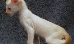 Very pretty Blue Eyed Siamese Bi-Color Male kitten from Oriental Shorthair & Colorpoint Shorthair parents.  Mother is a Seal Lynx Point Colorpoint Shorthair and Sire is a Chocolate(Chestnut) Bi-Color Oriental import from Germany. He will be registered as