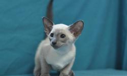 Hi There,
 
We are a registered Siamese breeder located in Eastern Passage.
 
We currently have 2 kittens available for adoption. 1 Blue point female and 1 blue point male.
We are asking $450 each or if you wanted the pair together, we would ask $800.