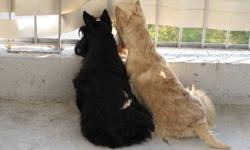 Our beautiful Purebred Scottish Terrier puppies( Girls and Boy)are going to a new home with all the required CKC ( Canadian Kennel Club)  documents , de-wormed , micro chipped,vaccinated,potty trained and knowing a few basic commands.
We do not cage our