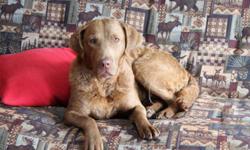 "SHELLEY" 4-5 yr old female Chesapeake. Found as a stray. Good with dogs, cats okay. Very sweet girl, people dog. Shelley desperately needs a forever loving home! She was found along a ditch. She has multiple buckshot pellets around her face and lost