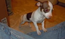 i have 4 chihuahua puppies for sale they were born on september 10 2011 they have their full shots from a vet. fullgrown they are 3-5 pounds. they are very good with children not yappy like most chihuahuas. they are very easily trainable for house pets