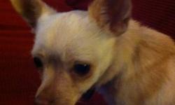 Shady is an energetic and yet very cuddly Chihuahua. She loves to go for walks and spend time outside. Shady needs a new family who can engage in more one on one nurturing than we are currently able to give. She is not yappy or whiny. Shady would do best