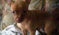 1 male chihuahua pug cross puppy for sale. Very energetic and playful. From a litter of 4 last one left. 200 obo.
