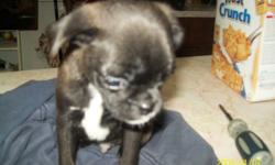 4 beautiful little puppies
1 fawn coloured female
1 black with white chest  male
2 brown with black males
 
Puppies have had their first shots and a vet check and have been dewormed and also treated for fleas.
These pups should not get very big
Mom is a