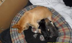 iam very cute and i need a loving home to go home to, please call if intersted @ 780-533-2619. he is ready to go.iam a cute purbred chihuahua.and i love kids and iam very cuddly puppie.we have only 1 left,call for more info.iam black and i have litle bit