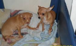 chihuahua puppies
Females-$400.00
Males-$300.00
for more information on the puppies please call 1-780-524-5600 we CANNOT respond to emails. thank you.
