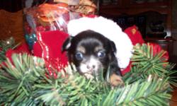 CUTE AND CUDDLY CHIHUAHUA PUPPIES! HOHOHO
As you can see we are all ready to celebrate Xmas can't wait for Santa to come cause we have been really good boys and girls. Some of us are so small though I hope Santa doesn't miss us.
I own both parents and the