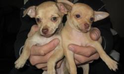 We have 2  female chihuhua puppies ready for a great home, they are both de-wormed, vet checked and have their first shot. The mother is brown and weighs 7 lbs and the father is brown with white and weighs 6 lbs. Any further questions please feel free to
