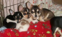 Chihuahua Puppies
 
Beautiful Chihuahua puppies
1 girl and 6 boys in the litter
The father is a black and tan chihuahua
Mother is a fawn chihuahua
Grew up in a family environment their whole life, very well associated with children and other dogs. They