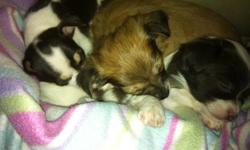 I have three chihuahua pups for sale,  two males long coats and one female short coat.  They are family raised and come from excellent blood lines, these pups are pet and are not registered.  When they go to their new homes, they will leave with their
