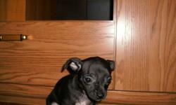 for sale 3 adorable chihuahua puppies
1 brown male
1 black female with brown legs
1 black female with white legs
E-mail: cwarkentin@msn .com or call (204) 745 3906 ask for Denise
Also puppies have had first shots already