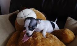 On female Chihuahua puppy left.She has their first shots and are dewormed .She will be about 4.5 lb as adults and make a great addition to any family. If your interested please give us a call.519 633-1198 Thank you.