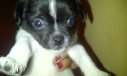 We are selling our shitzu chihuahua cross puppy. These dogs are perfect for someone who is looking for a small dog to make your companion and best freind.they are wonderful with children and other pets and re also being house trained. they are good at