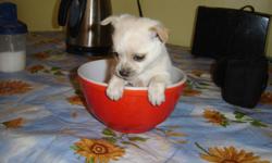 ONE PUP IN A BOWL.  MALE 8 WEEK OLD TERRIER/TOY POODLE CROSSED WITH A 4 LB APPLEHEAD CHIHUAHUA.  THIS PUP IS TAN COLOUR WITH A THIN STRIPE OF WHITE ON HIS FACE.  HE IS VET CHECKED, HAD HIS FIRST SHOTS AND DEWORMED.  HIS MOTHER WEIGHS 9 LBS AND IS A TOY