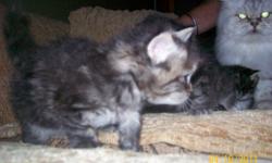 Seven beautiful kittens asking $150-$250. Please call 453-6369 for further information and to view