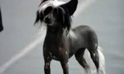 I am looking for a short coat chinese crested puppy as photo shown
This ad was posted with the Kijiji Classifieds app.