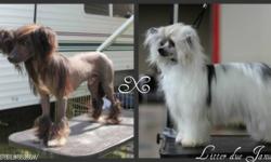 Litter expected Mid January.
Purebred, CKC registered Chinese crested puppies.
Expecting Hairless and powderpuff puppies.
Both Parents have health clearances, Father is Canadian Champion, Mother is champion pointed.
Puppies will be available as pets on