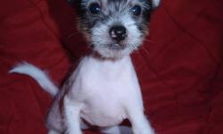 Chinese Crested puppyGive me a name inspirit by the holiday of love!
I need your love and care this particular day and forever!
 $500  for powder-puffs and  $750 for hairless
born on 26 of November,  1 girl and 4 boys three hairless and two powder puffs
