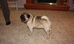 We are experienced Pug Breeders that are winding down our business.  Here?s a great opportunity to get a CKC registered Pug for breeding or just for a pet.  They are healthy, happy and well-cared for.
 
$400
Baby Mocha (female)
Monet (female)
 
$500
Skyla