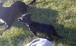 I have 2 male Chiweenie puppies for sale. Both are solid black and look like dachshunds. Very cute and loving. Travel well and have been socialized with other dogs. Come with first and second shots, they also have been dewormed. Lots of energy and very
