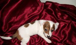 Ready to go now. Will be 8 weeks on Christmas. Mom is Jack Russell and dad is Chiweinie. Very play full and cuddly. Love playing with out husky or cats. Can deliver to regina or be picked upnear as we are always there during the week, We are in Balcarres.