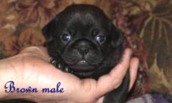 I have for sale a choc pug pup, he will come with his first vaccine, bordertella, dewormed, because of his extremely rare color we are only selling him under co owner contract, so that we can obtain a few litters from him in the future.
For further