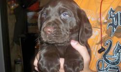 Beautiful little lab puppies. Mom is a purebred black lab and dad is a purebred golden lab. We have both parents. They come with first shots, dewormed and vet checked. Come with a health certificate. Parents are both good hunting dogs. They will be ready