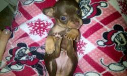 I have 2 TINY chihuahuas for sale. Both are males. Hugo will grow to be just under 4 pounds -950$ he is in the 2,4,5 pic and  dark brown While Monty will be around the 3.5 pound mark -1150 $. pic first &6 light brown with a white chest. Both parents could