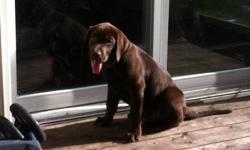 4 month old Pure Bred male chocolate lab pup. (no papers) First shots and dewormed. Looking for a loving family. Not an apartment dog.Mostly house trained. Still put a puppy pad down at night.