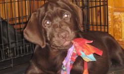 Female chocolate Labrador Retriever
CKC Registered
1st & 2nd Puppy vaccinations
dewormed 3x
Micro-chip ID
comes with health guarantee & our kennel contract
All our pups are sold with CKC Non-breeding contracts.
Please call 905-344-5953
or email for more