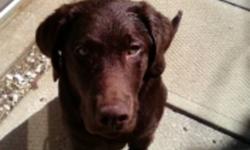 Beautiful chocolate lab puppy. He is currently about 6 months old.
He is good with kids and is only lacking his rabies shot - was too young when he had everything else done.
He comes with the crate, food and water dishes, treats, leash, etc
I got him